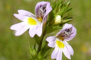 Eine Pflanze mit violetten Blüten auf einer Wiese