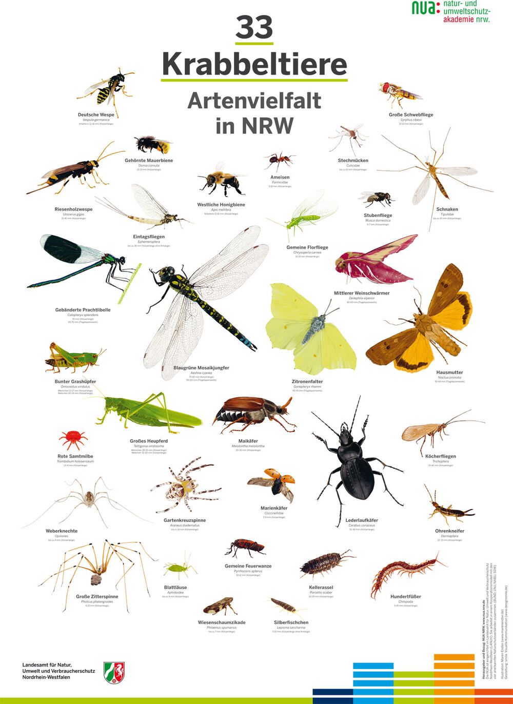 Poster "33 Krabbeltiere - Artenvielfalt in NRW". Foto: NUA NRW.