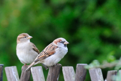 Zwei kleine, braune Vögel sitzen auf einem Zaun.