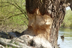 Beißspuren des Bibers an einem Weidenbaum am Ufer der Lippe