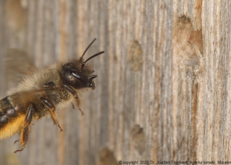 Weibchen der Rostroten Mauerbiene fliegt auf ihren Nistgang in einer Nisthilfe zu.