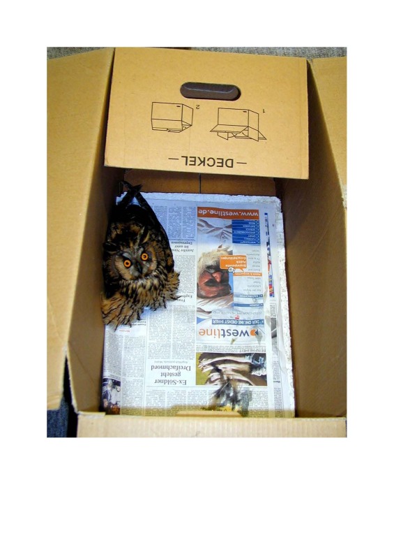 Ein Uhu sitzt in einer Kiste.