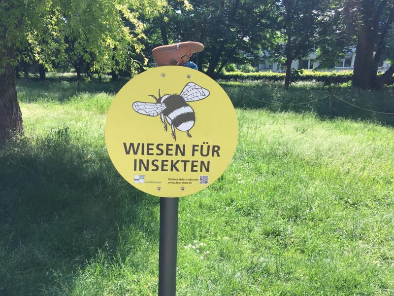Wilde Wiese für Insekten in einem Stadtpark mit Hinweistafel. 