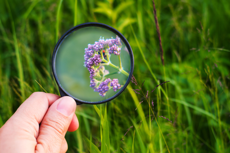 hand with a magnifying glass on the background of nature