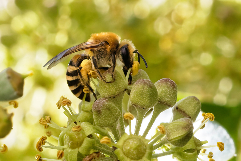 Biene auf Efeu