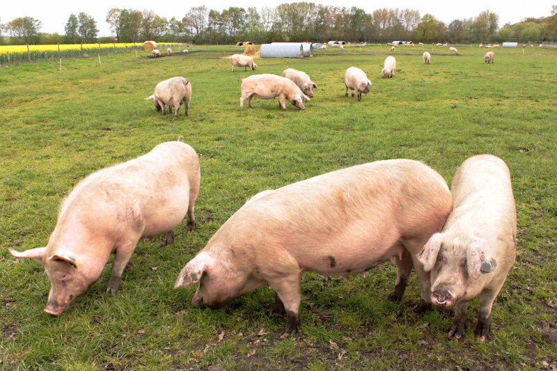 Schweine auf einer Weide
