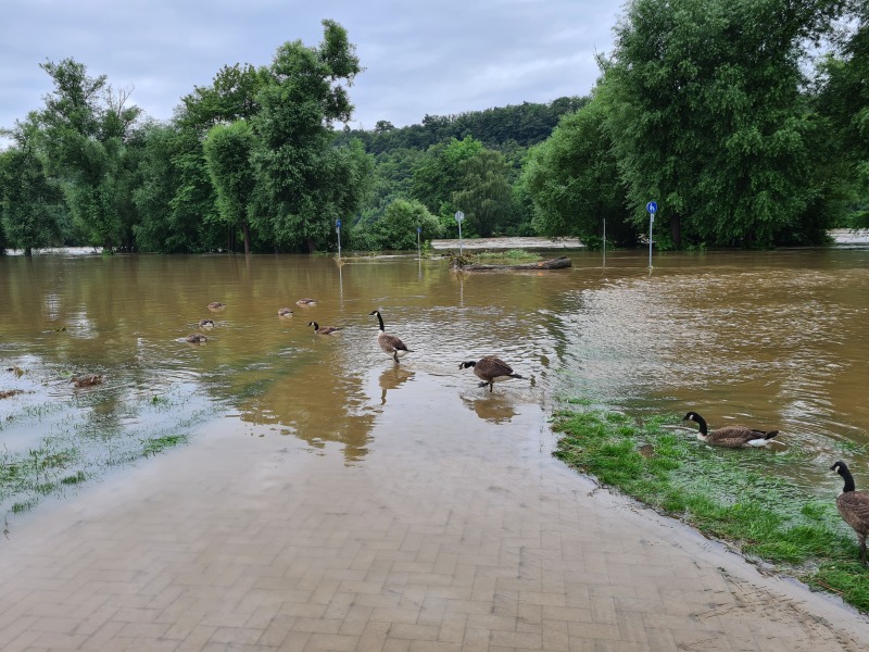 Gänse in der überfluteten Aue der Ruhr