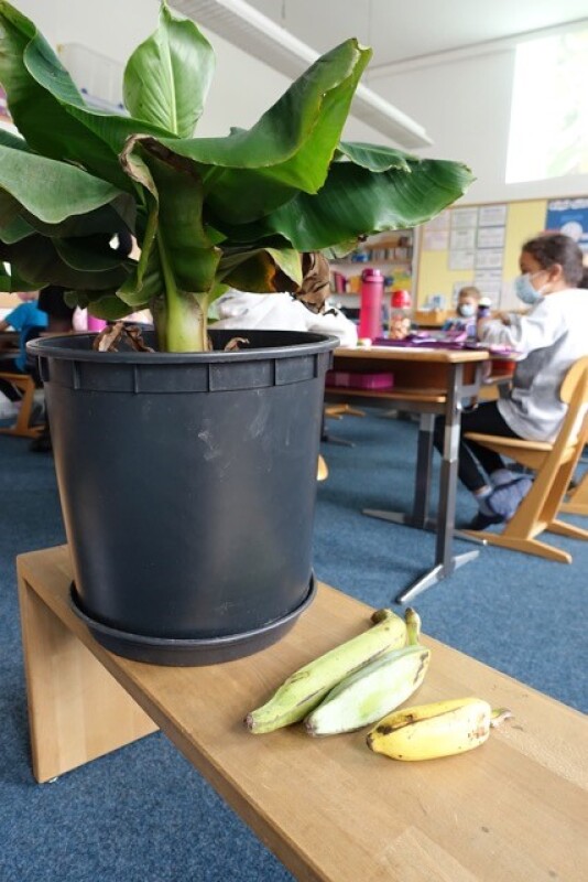 Die Banane im Klassenzimmer