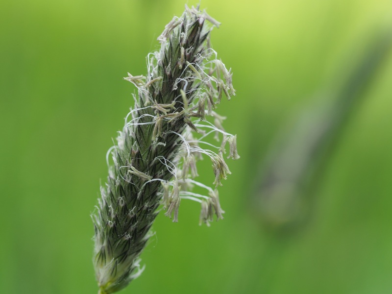 Blühendes Fuchsschwanz-Gras